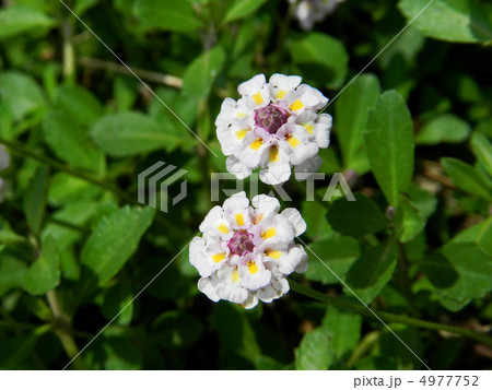 ヒメイワダレソウ(姫岩垂草) ヒメイワダレソウ(姫岩垂草) 4977752