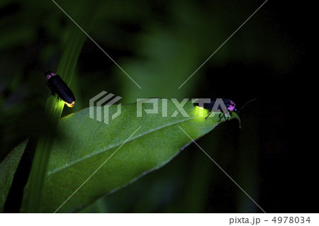 ゲンジボタル 4978034
