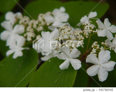 オオカメノキ オオカメノキ 4978040