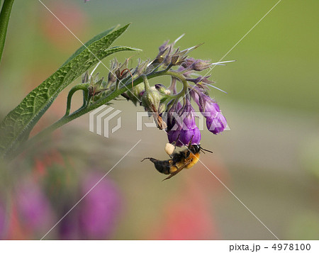クマバチ青紫の花の蜜を吸う クマバチ青紫の花の蜜を吸う 4978100