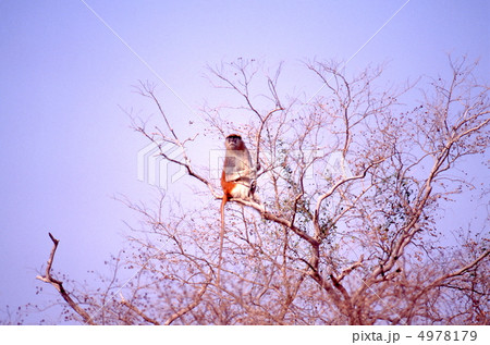 樹上のパタスモンキー 4978179