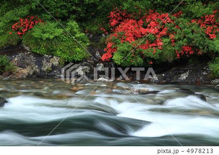 板取川のイワツツジ 板取川のイワツツジ 4978213