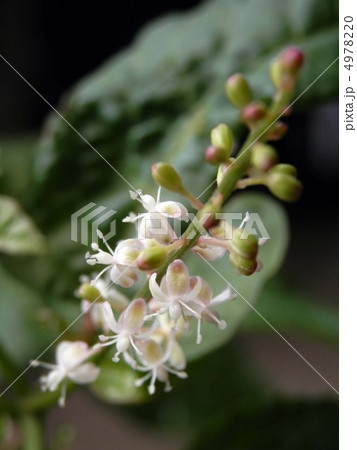 ジュズサンゴ ジュズサンゴ 4978220