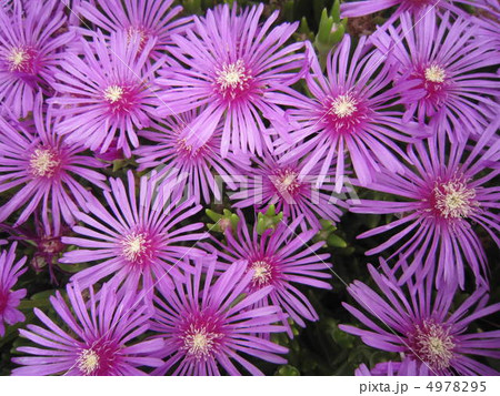 ピンクの花 ピンクの花 4978295