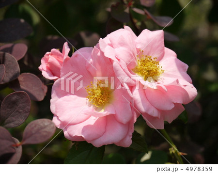 バラ（サマーモルゲン） 4978359