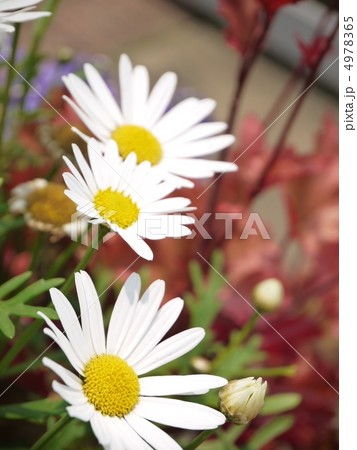 ノースポール 4978365