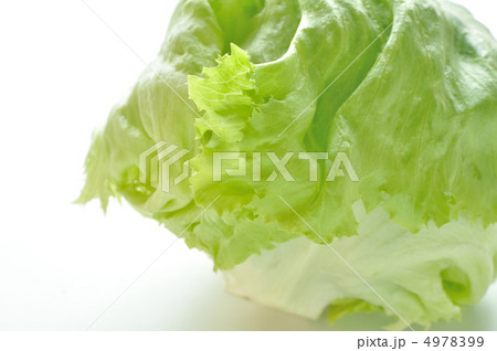 レタス レタス 4978399