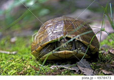 亀 4978473