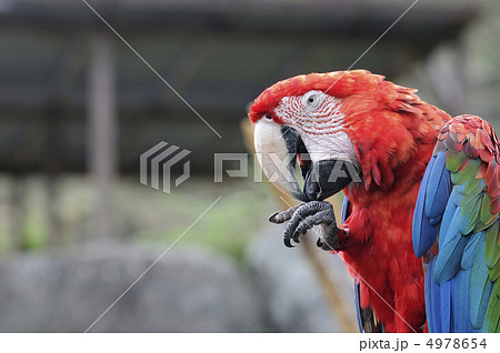 アカコンゴウインコ 4978654