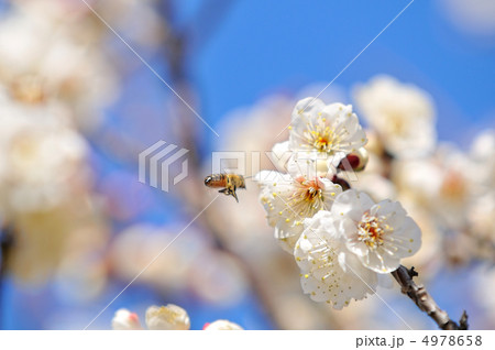 梅の花 梅の花 4978658