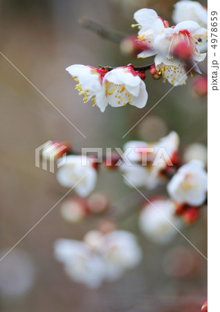 梅の花 4978659