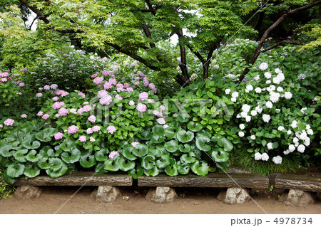 小雨降る本土寺のアジサイとグリーン 4978734