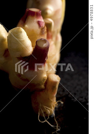 生姜 生姜 4978831