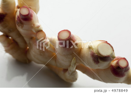 新生姜 新生姜 4978849