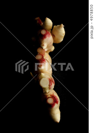 新生姜 新生姜 4978850