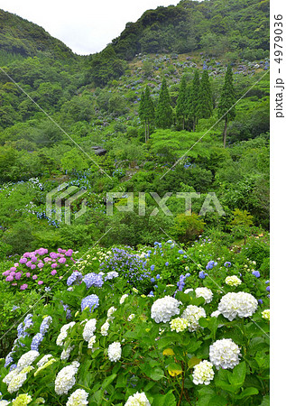 あじさい園 4979036