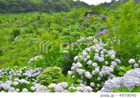 あじさい園 4979040