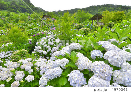 あじさい園 4979041