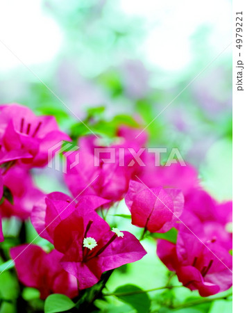 ブーゲンビリア 4979221