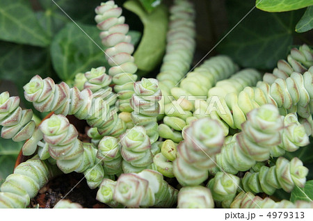 シュジュヒメ 4979313