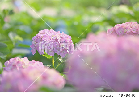 権現堂堤・紫陽花 4979440