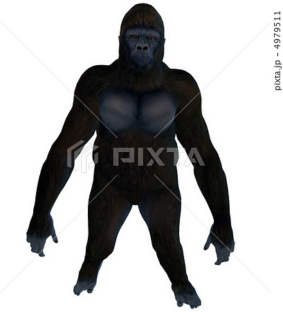 ゴリラ ゴリラ 4979511