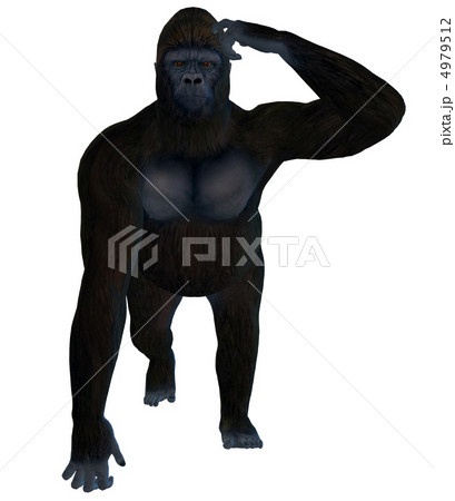 ゴリラ 4979512