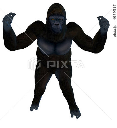 ゴリラ 4979517
