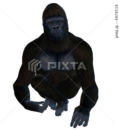 ゴリラ 4979519