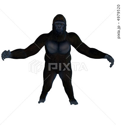 ゴリラ 4979520