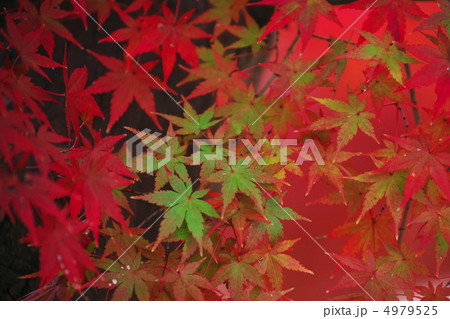 紅葉 4979525