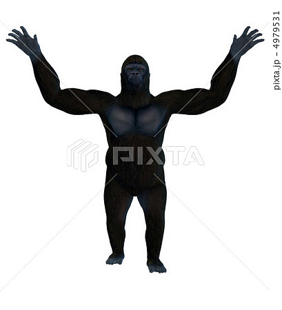 ゴリラ 4979531