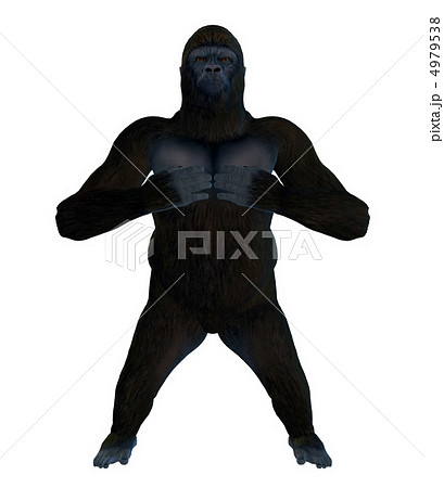 ゴリラ 4979538