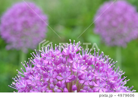 アリウムギガンチウム 4979606