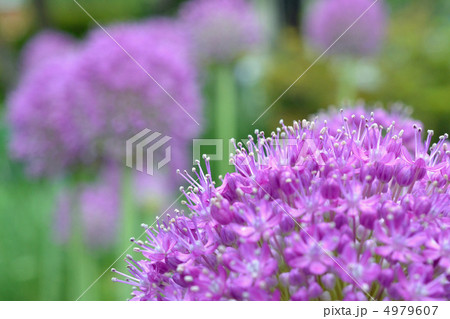 アリウムギガンチウム 4979607