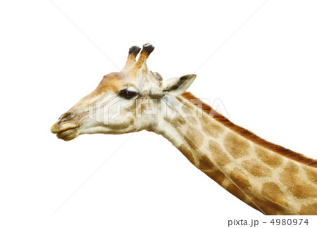Giraffe Head 4980974