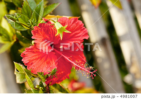 Red Hibiscus 4981007