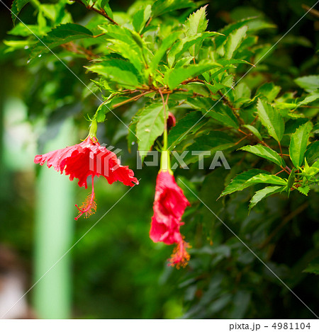 Red Hibiscus 4981104