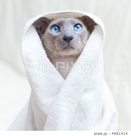 Hairless Cat in Towel Hairless Cat in Towel 4981414