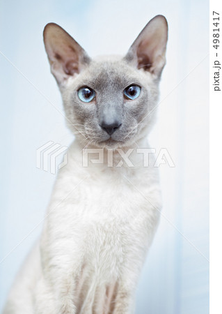 Hairless Cat 4981417