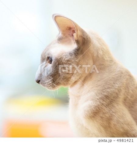 Hairless Cat 4981421