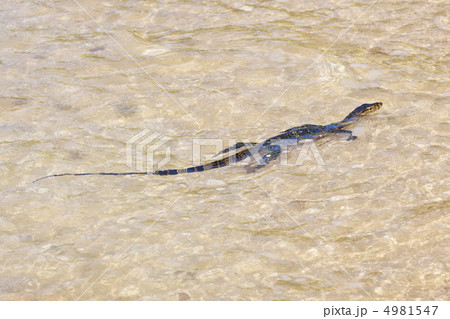 wild young water monitor wild young water monitor 4981547