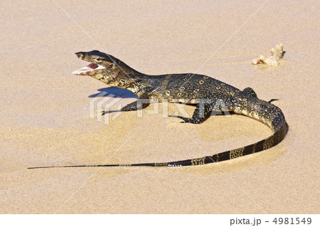 wild young water monitor 4981549