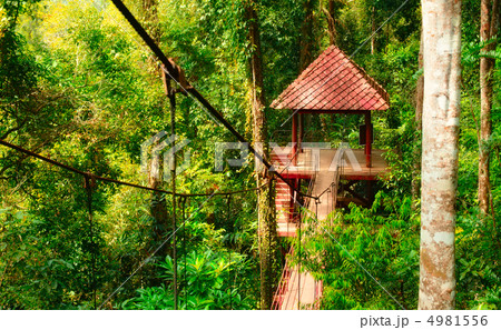 Canopy Way Canopy Way 4981556