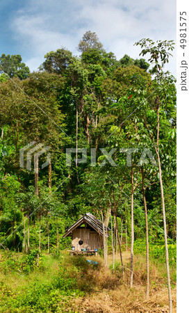 Thai Jungle Thai Jungle 4981575