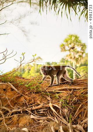 Macaque Monkey 4981733