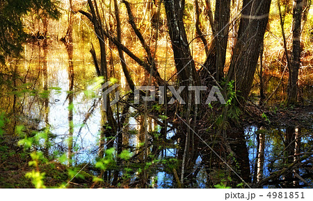 Flooded Forest 4981851