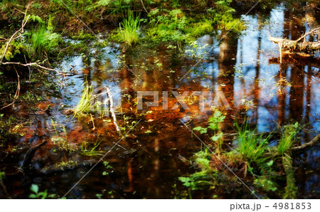 Pool in Forest Pool in Forest 4981853