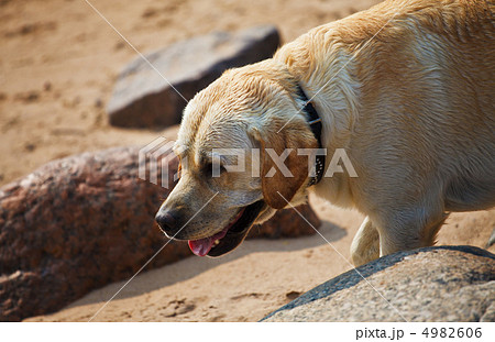 labrador retriever 4982606
