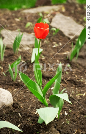 Red Tulip 4982630